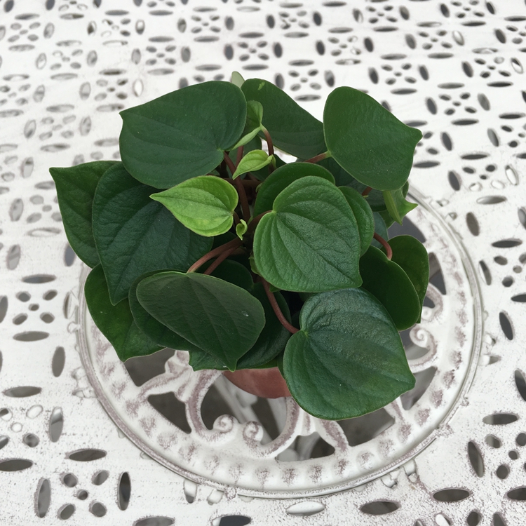 椒草红天使红边椒草心叶椒草喜温喜湿室内耐阴小盆栽绿植带土发货