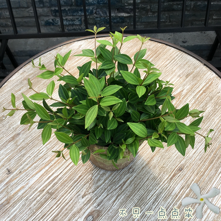 绿翡翠 钻石翡翠 室内净化空气耐阴观叶绿植盆栽小盆景带土发货