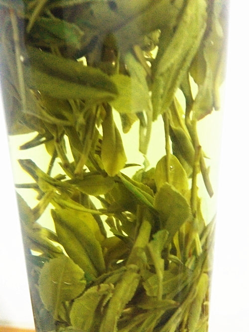 [茶农自销 ]霍山黄芽2016新茶 500g包邮茶叶绿茶春茶黄茶