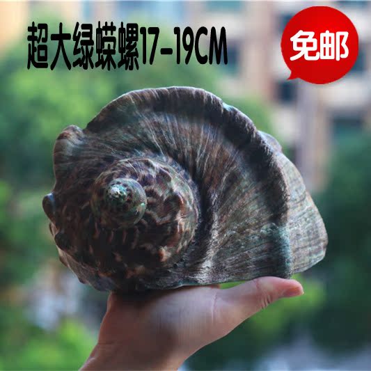 包邮天然超大海螺贝壳绿蝾螺夜光蝾螺 家居装饰摆件水族收藏礼品