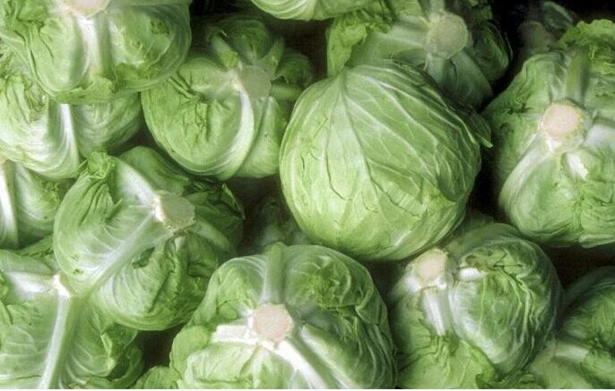 新鲜扁包菜农家自种新鲜蔬菜 有机肥种植球菜 现摘绿色卷心菜包邮