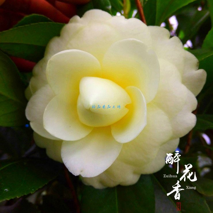 正黄旗茶花 绿植花卉盆栽阳台室内客厅花苗庭院植物花开最黄 正品