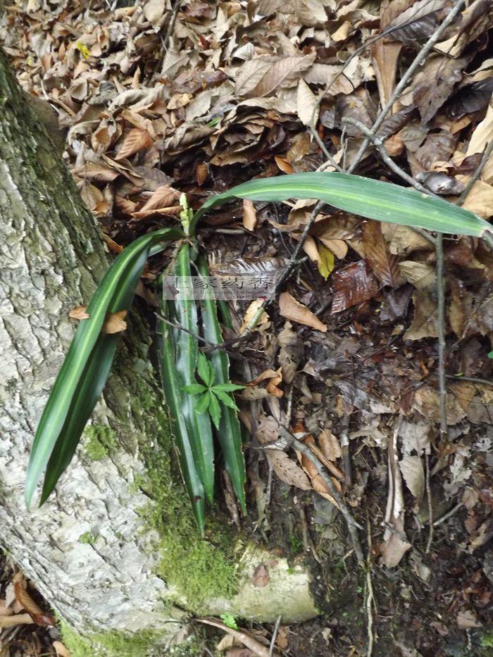 深山药材 永保青春 万年青 别名 开喉剑,九节莲,冬不凋铁扁担苗