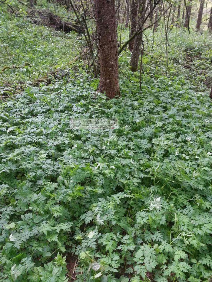 水芹菜 野芹菜 新鲜蔬菜野菜 种苗100克现拍山里现挖
