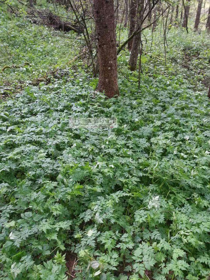 水芹菜 野芹菜 新鲜蔬菜野菜 种苗100克现拍山里现挖