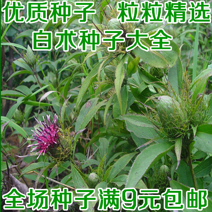 白术种子中草药材种子补气健脾燥湿利水桔梗防风子蒲公英紫苏秋葵
