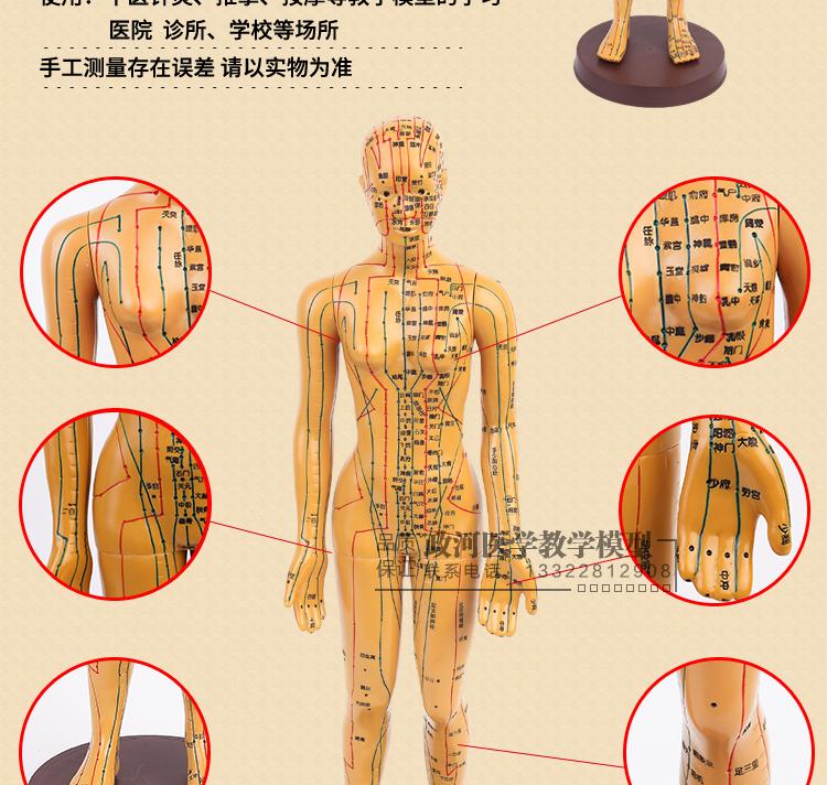 中医针灸穴位图人体模型48cm女模型清晰经络小人体针灸穴位模型
