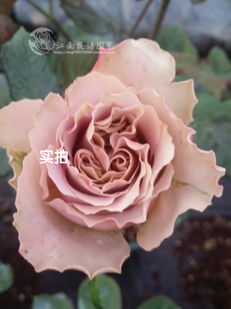 ϻ  ¼绨ֲ︴ɫлǤ