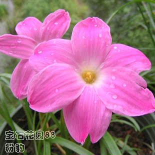 风雨兰 深粉色 香型 粉豹 labuffarosa "pink 胖丽丽lily pies"