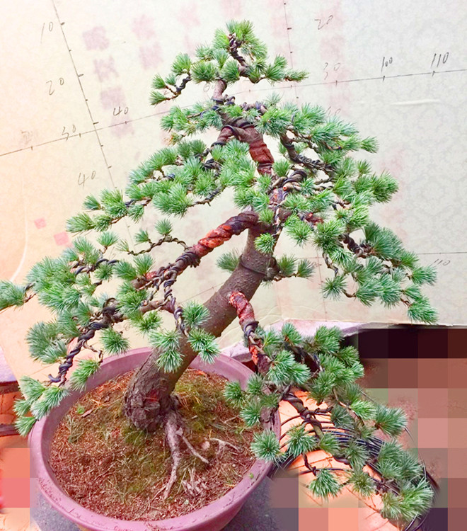 正品[五针松树桩盆景]五针松树桩评测 那须娘五