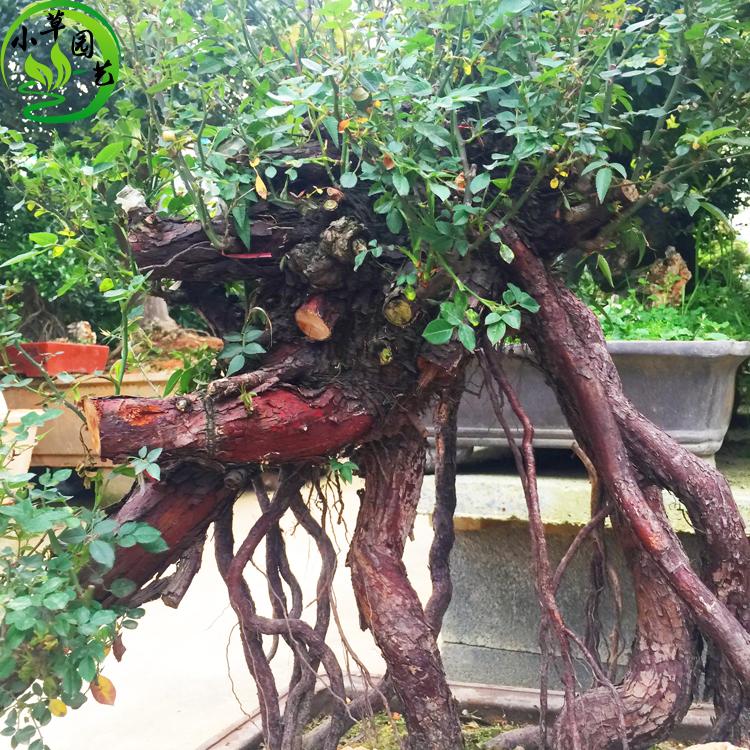 老桩月季盆景 造型古桩 花笼月季风景树 四季开花 高档月季造型