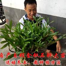 包邮 正宗贵州赤水新鲜金钗石斛野生盆栽大苗石斛兰花比铁皮好一斤