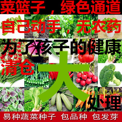 蔬菜种子 冬虫夏草种子 牛大力种子 四季播种菜种菜籽水果种子