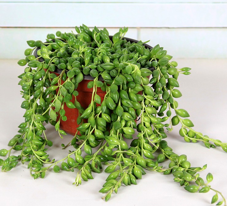 四季常青藤/紫佛珠吊兰花卉/多肉植物/珍珠吊兰/情人泪/绿植盆栽