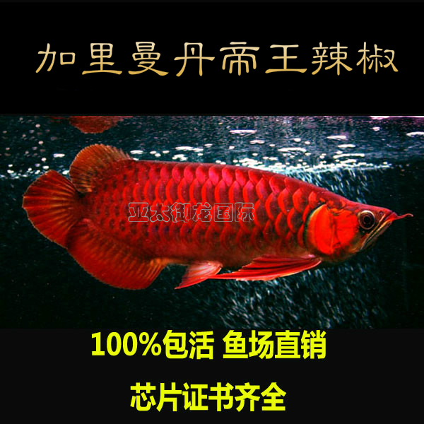 鱼苗]红龙鱼苗价格评测 辣椒红龙鱼鱼苗价格图
