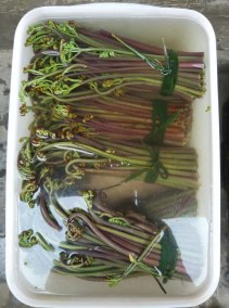 正品[水蕨菜]水蕨菜图片评测 水蕨菜致癌是真的