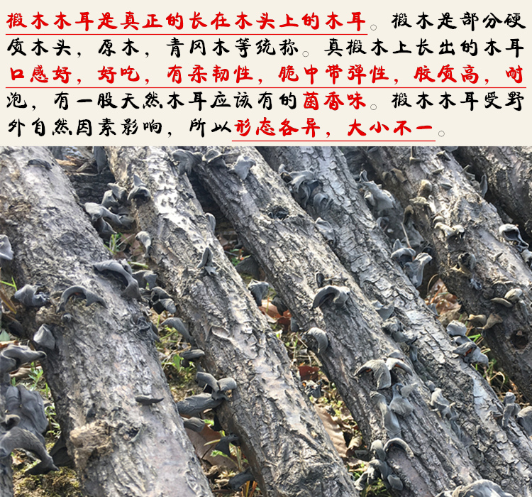 老品种特级木耳农家自产纯椴木野生天然黑木耳干货500g秋春耳可选