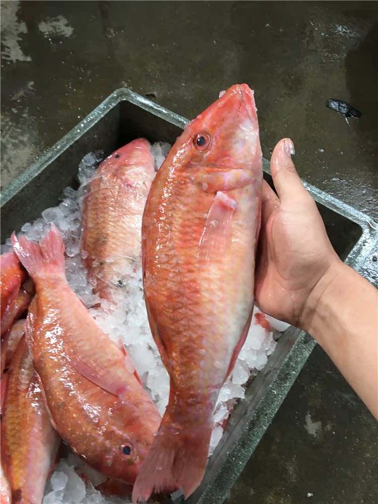 红鲷鱼大红鱼秋哥鱼鹦哥鱼野生海鲜海鱼