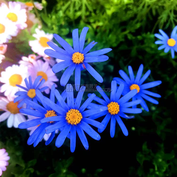 玛格丽特花苗 中苗 又名木春菊法兰西菊花苗 多色可选