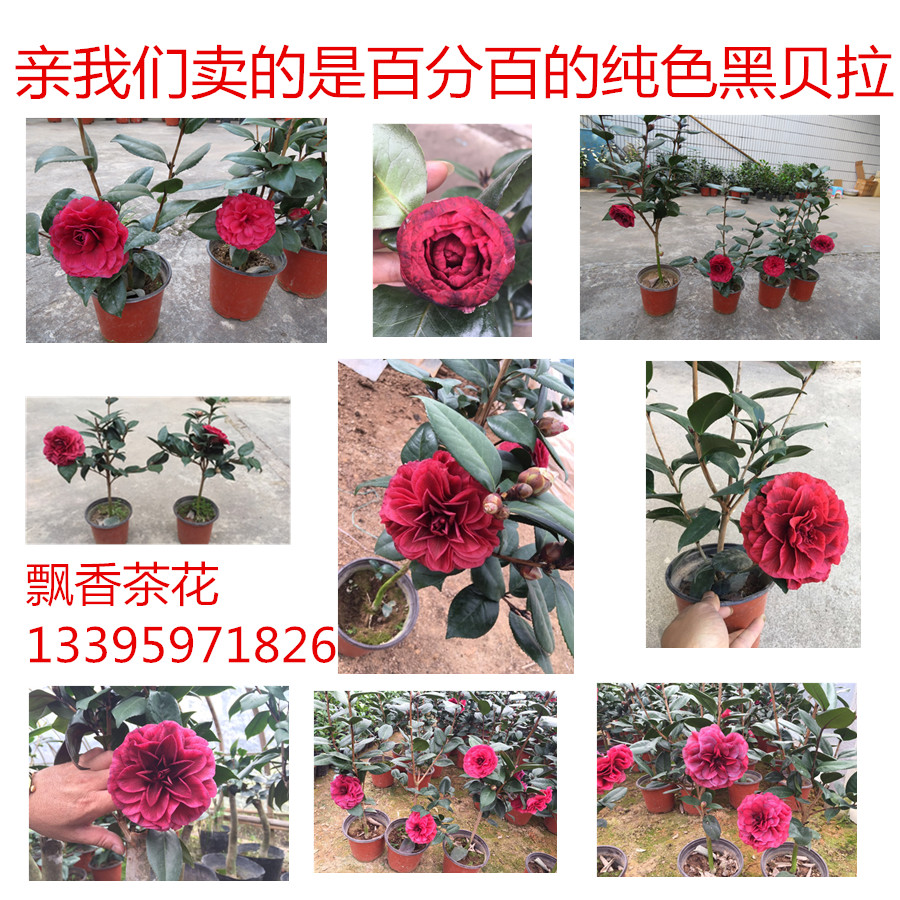 盆栽茶花苗珍稀名贵山茶品种-红叶贝拉-纯色黑贝拉4年苗带花苞