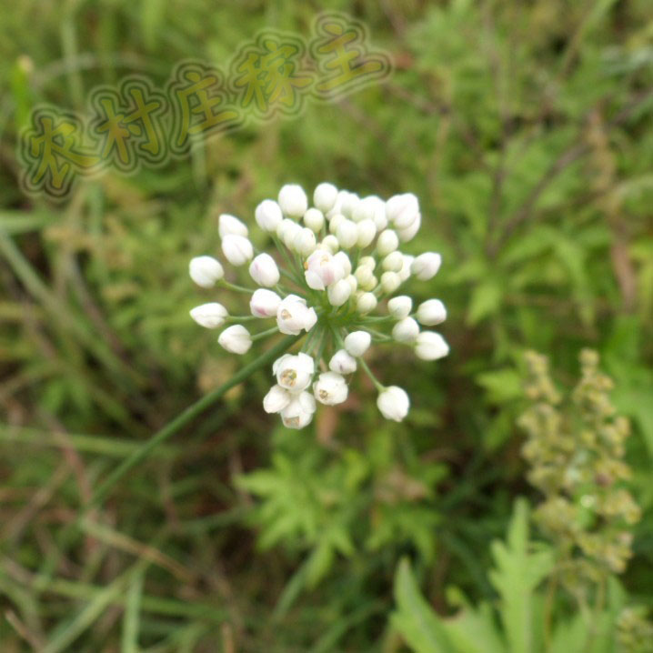 满额包邮2016年野生大山山葱花 野韭花 扎蒙花 麻麻花 贼麻花 20g