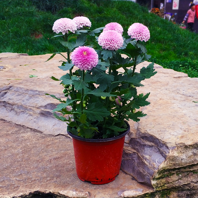 乒乓球菊花盆栽成品带花苞 菊花苗绿色植物室内阳台庭院花卉