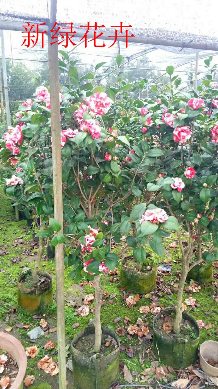 花露珍茶花苗牡丹茶大花彩色茶花庭院植物四季常绿茶花花卉盆栽