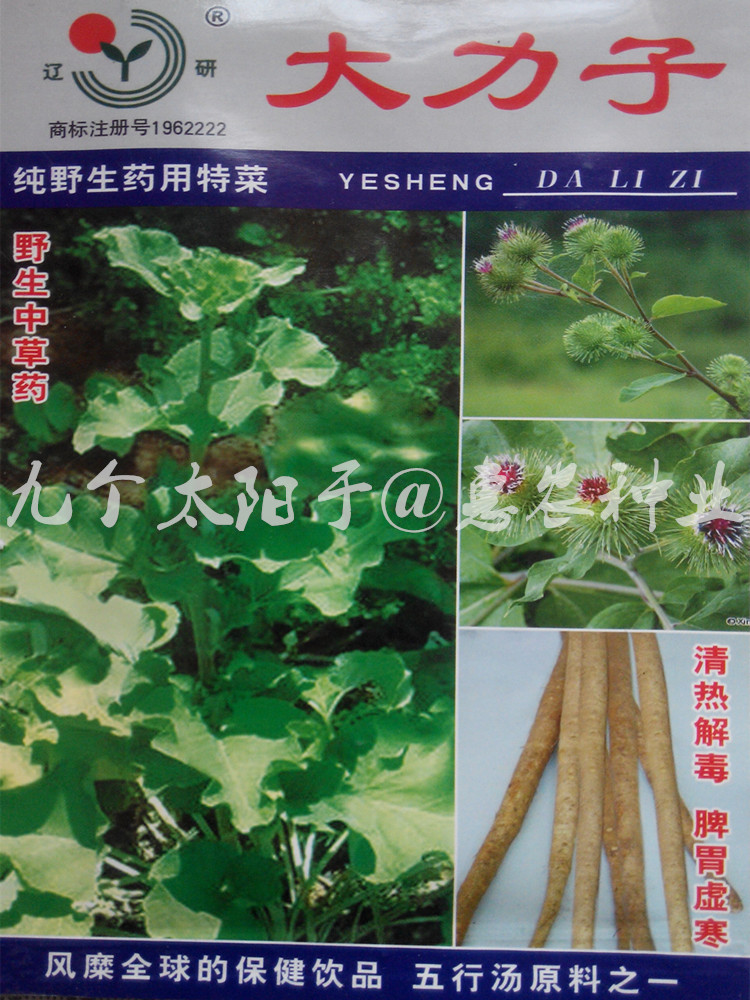 牛蒡子种子 大力子野生药用特菜 四季庭院盆栽药材种子 5克原装