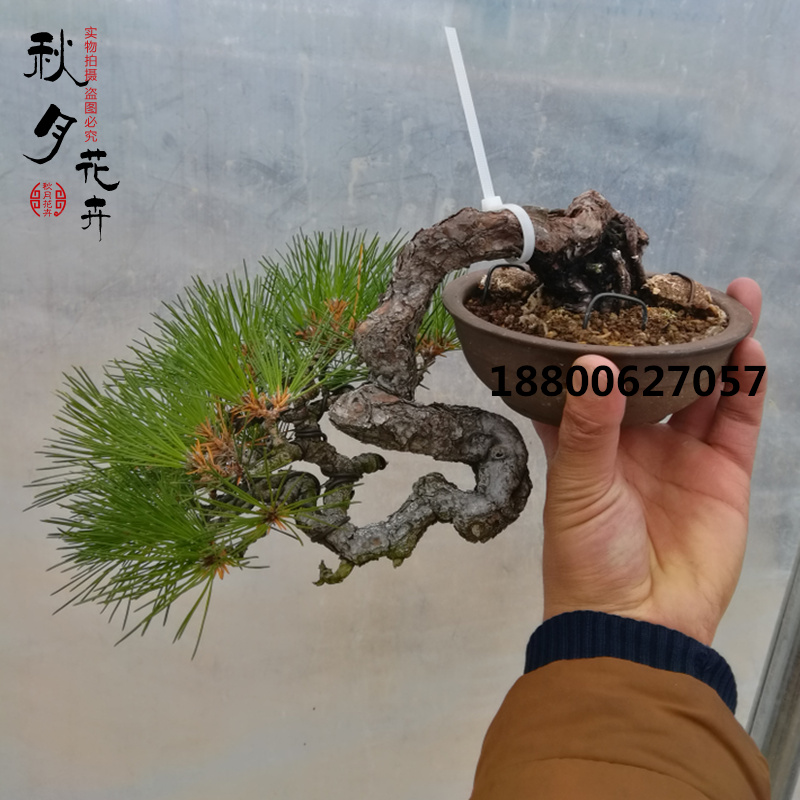 正品[黑松盆景]黑松盆景价格评测 黑松盆景吧交