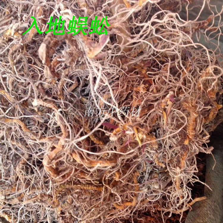 入地蜈蚣,蜈蚣草,水娱蚣,倒地蜈蚣, 七指蕨 七叶一枝花 500g