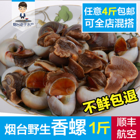 烟台水产新鲜海鲜鲜活野生大香螺海鲜食材蚍蛴500g