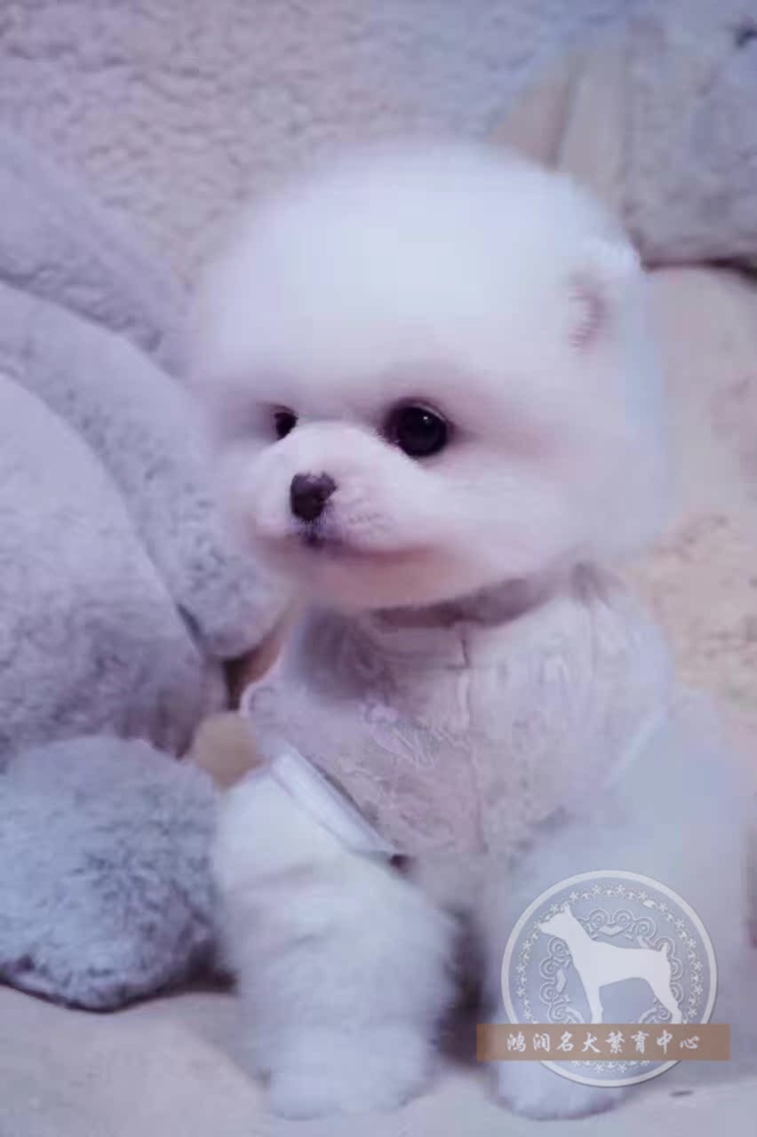 北京俊介博美犬纯种幼犬出售白色茶杯超小袖珍犬长不大宠物狗狗b8