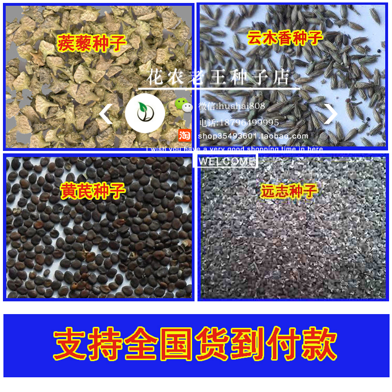药材 种子 疾藜 黄芪 透骨草 吴茱萸 续断 亚麻 远志 云木香 种子