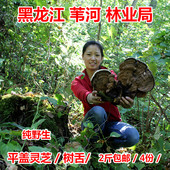 黑龙江野生平盖灵芝整枝树舌青芝长白山野生扁木灵芝大个块250克