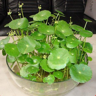 室内桌面有氧水培绿植物金钱草铜钱草不含叶子室内花卉盆栽套餐