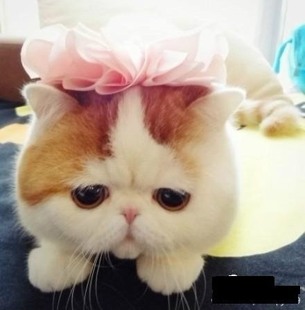 正品[隐形眼镜有度数么]隐形眼镜度数换算评测