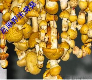蘑菇 青海祁连山野生黄蘑菇 钉子菇 祁连黄菇 黄蘑菇 特价100g包邮