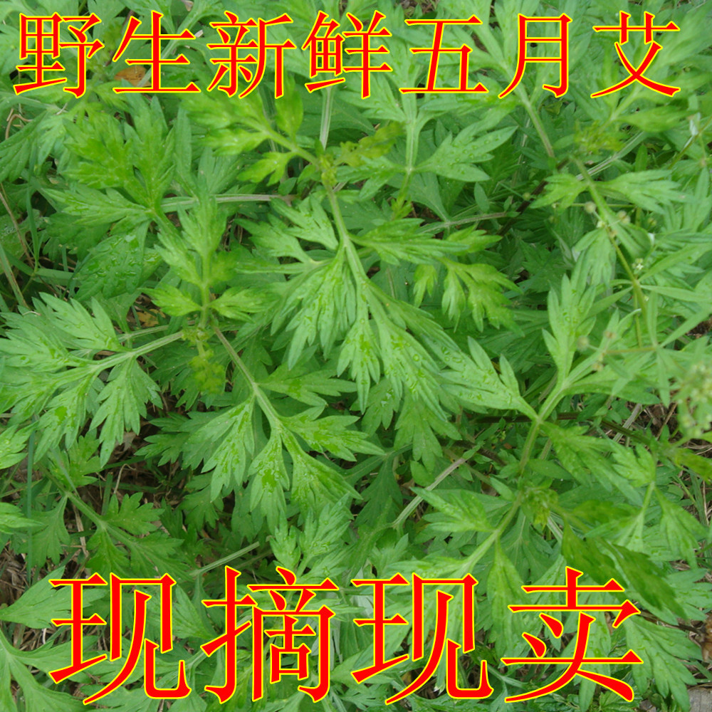 新鲜现摘 野生五月艾 新鲜艾草 艾野生艾草煲汤 艾根茎  月子泡澡