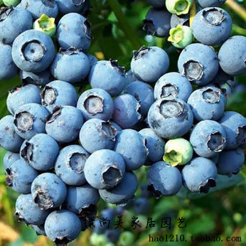 【奥尼尔蓝莓】-最新奥尼尔蓝莓价格、奥尼尔