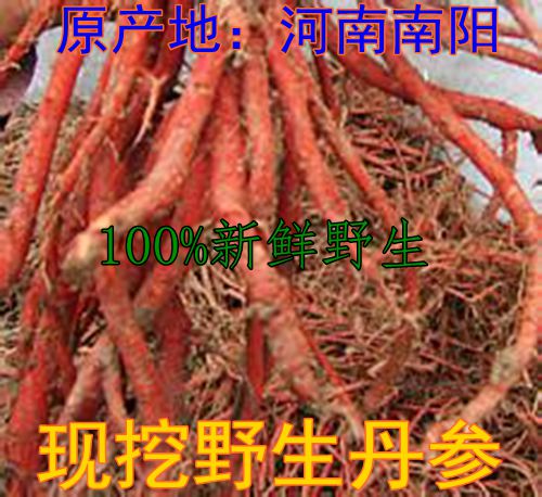 仲景野生丹参 血参根红参 丹参茶 现挖新鲜丹参根 保心茶 2斤包邮