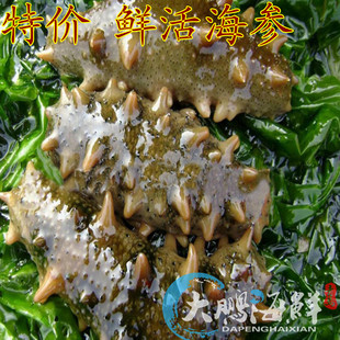 青岛鲜活海参 新鲜海参 刺参 野生海参 生鲜 辽