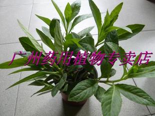 尼基罗草daun 特大苗10多个分支非常粗壮 ngokilo 降糖降压