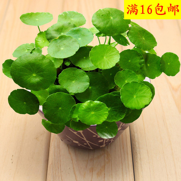 限量疯抢水培铜钱草金钱秒杀想赚钱先养钱室内盆栽植物盆景