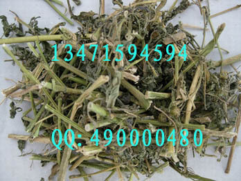 带果实的龙葵草！正品龙葵/天茄子/黑天天/苦葵/黑茄子500g