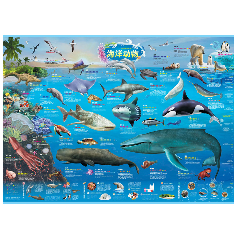 海洋动物 儿童房地图大百科海底世界大探秘 动物世界儿童鲸鱼世界