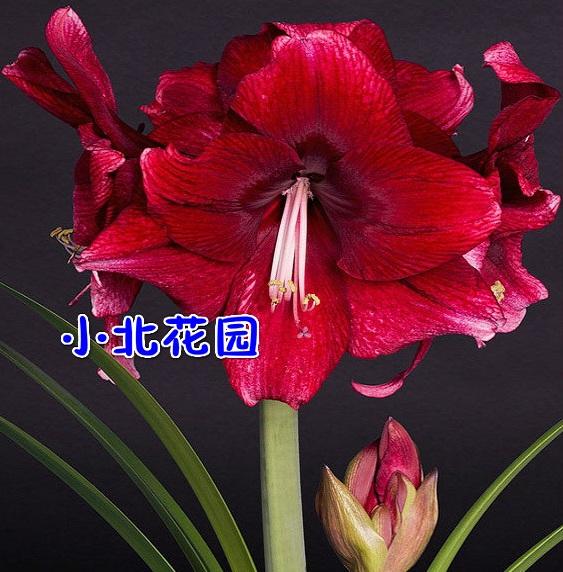 [预定-11月到货]荷兰朱顶红 达芙妮 超级大花品种 花直径25厘米