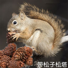 魔王松鼠粮食松果松塔野生带松子宠物用品花栗鼠磨牙零食500克