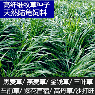黑麦草/车前草/紫花苜蓿/三叶草/蒲公英种子/菊苣 天然陆龟饲料