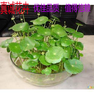全场满28元包邮  盆栽室内花卉有氧植物铜钱草及金钱草等水培植物