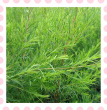 团购中 做纯露 互叶白千层枝条 酵素 腌制 新鲜澳洲茶树